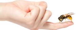 Bites, Stings & Rashes